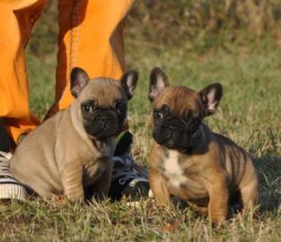 Franz. Bulldoggen Welpen choco linie