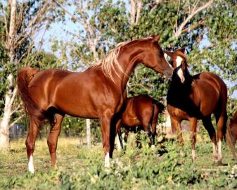 Pr�chtige rein �gyptische Araber-Zuchtst