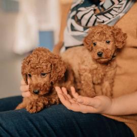 s??e Kuschelpudelwelpen