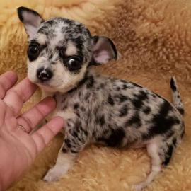 chihuahua Welpen