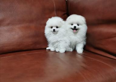 Mini Pomeranian Zwergspitz Boo Welpen  Z