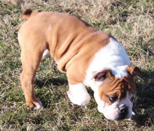 Englische Bulldogge Welpen mit papieren