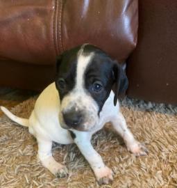 Sch?ne Pointerwelpen