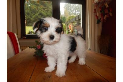 Yorkshire M�dchen 10 wochen alt