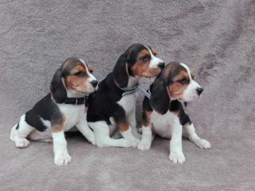 Sch?ne Beagle Welpen