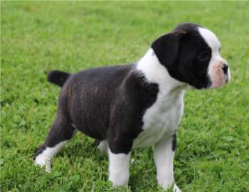 Typvolle Boxer Welpen in sehr sch�nem