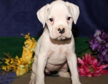 Typvolle Boxer Welpen in sehr sch�nem
