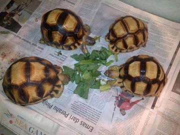 Sulcata und yniphora Schildkr�ten zum Ve