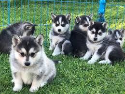 Gesund-super nette pomsky Welpen bereit,