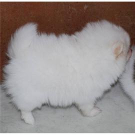 Pomeranian Zwergspitz Welpen zu verkaufe