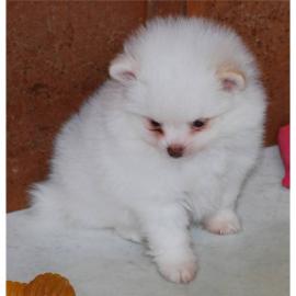 Pomeranian Zwergspitz Welpen zu verkaufe