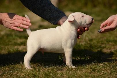 Wundersch�ne Miniatur Bullterrier Welpen