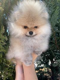 Freie PommeranianWelpen