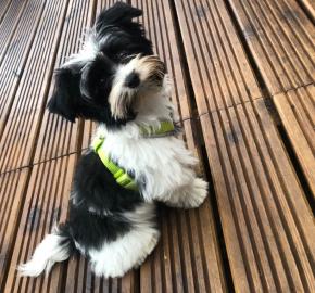 Entz?ckende Biewer-Terrier-Welpen mit St