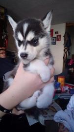 2 Super s��e Huskywelpen 12