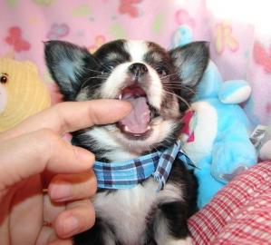 Zuckers��e Reinrassige Mini Chihuahua we