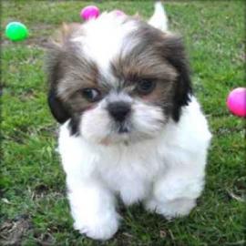 Adorable Shih Tzu Welpen zu verkaufen
