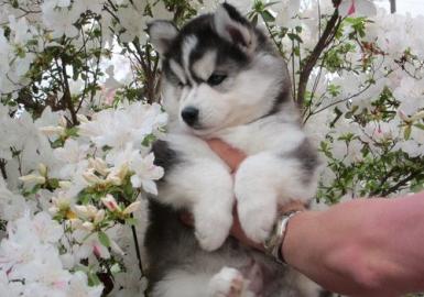 Gesund-super nette pomsky Welpen bereit,