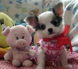Chihuahua-Welpen mit� VDH / FCI - Papier