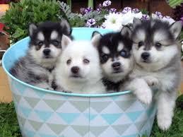 Mini Pomsky Welpen