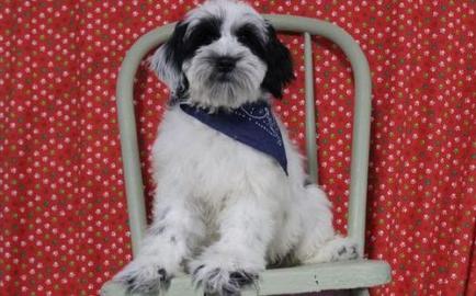 Liebevoll aufgezogene Tibet Terrier Welp