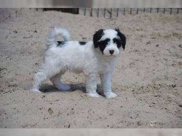 Liebevoll aufgezogene Tibet Terrier Welp
