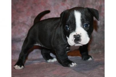 pitbull blueline Welpen f�r Ihr Weihnach