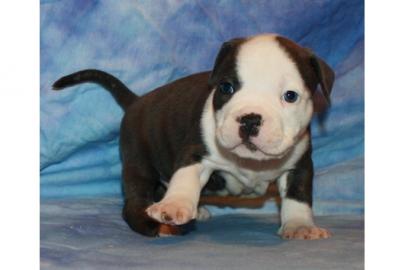 pitbull blueline Welpen f�r Ihr Weihnach