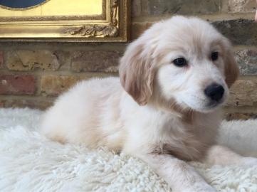 Reinrassige Golden retriever Welpen.  .  . 