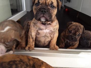 Englische Bulldogge Welpen Alternativ