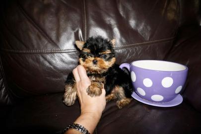 Entz?ckende herausragende Yorkies-Welpen