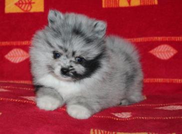 MINI-Pomeranian-Spitz-Welpe Boo