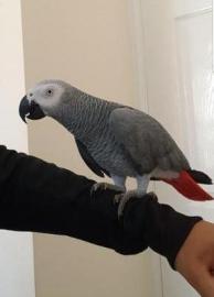 BABY GRUPAPAGIE. 