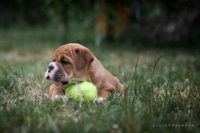 Continental bulldog