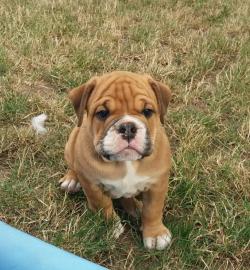 Continental bulldog