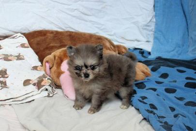 Zucker s��e Zwergspitz ( Pomeranian ) we