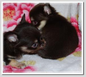 Mini-Chihuahua