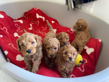S??e Cavapoo-Welpen verf?gbar