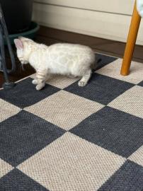 Lernen Sie unsere bezaubernden #Ragdoll-