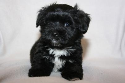 Bolonka Zwetna Welpen, Familienhunde, Kl