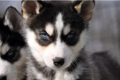 Reinrassige Siberain Husky welpen