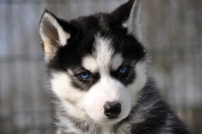 Reinrassige Siberain Husky welpen