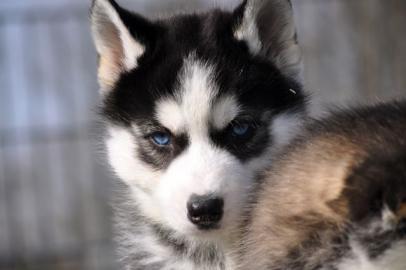 Reinrassige Siberain Husky welpen