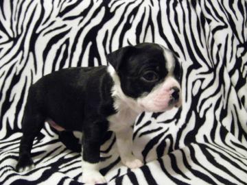 Eezaubernde Boston Terrier Welpen