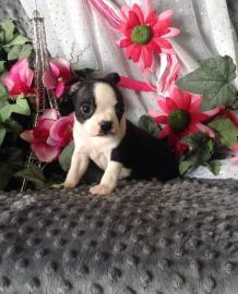 Eezaubernde Boston Terrier Welpen