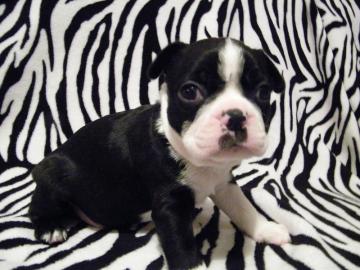 Eezaubernde Boston Terrier Welpen