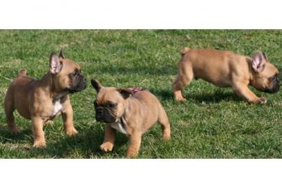 Liebevoll Franz�sisch Bulldogge Welpen