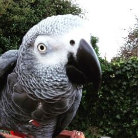 mein afrikanisches grau vorhanden