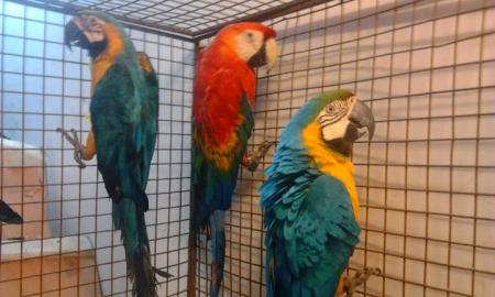 Nette Papageien verf�gbar