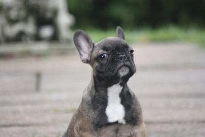 franz�sische Bulldoggen Welpe R�de Blaut